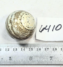 Load image into Gallery viewer, Serpentine Rare Roosevelt Lake Striped 38mm Sphere - Holiday - Christmas 6410