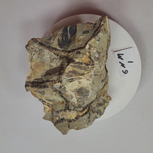 Load and play video in Gallery viewer, Fluorescent Septarian Nodule Piece for Collection SNM1
