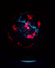 Load image into Gallery viewer, Fluorescent Ruby in Zoisite Large 124mm Sphere for Office or Home Decor 5255A
