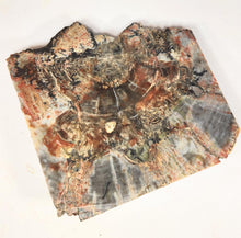 Load image into Gallery viewer, Petrified Wood Cab Cutting Rough or Large Specimen petwoodA
