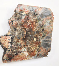 Load image into Gallery viewer, Petrified Wood Cab Cutting Rough or Large Specimen petwoodA

